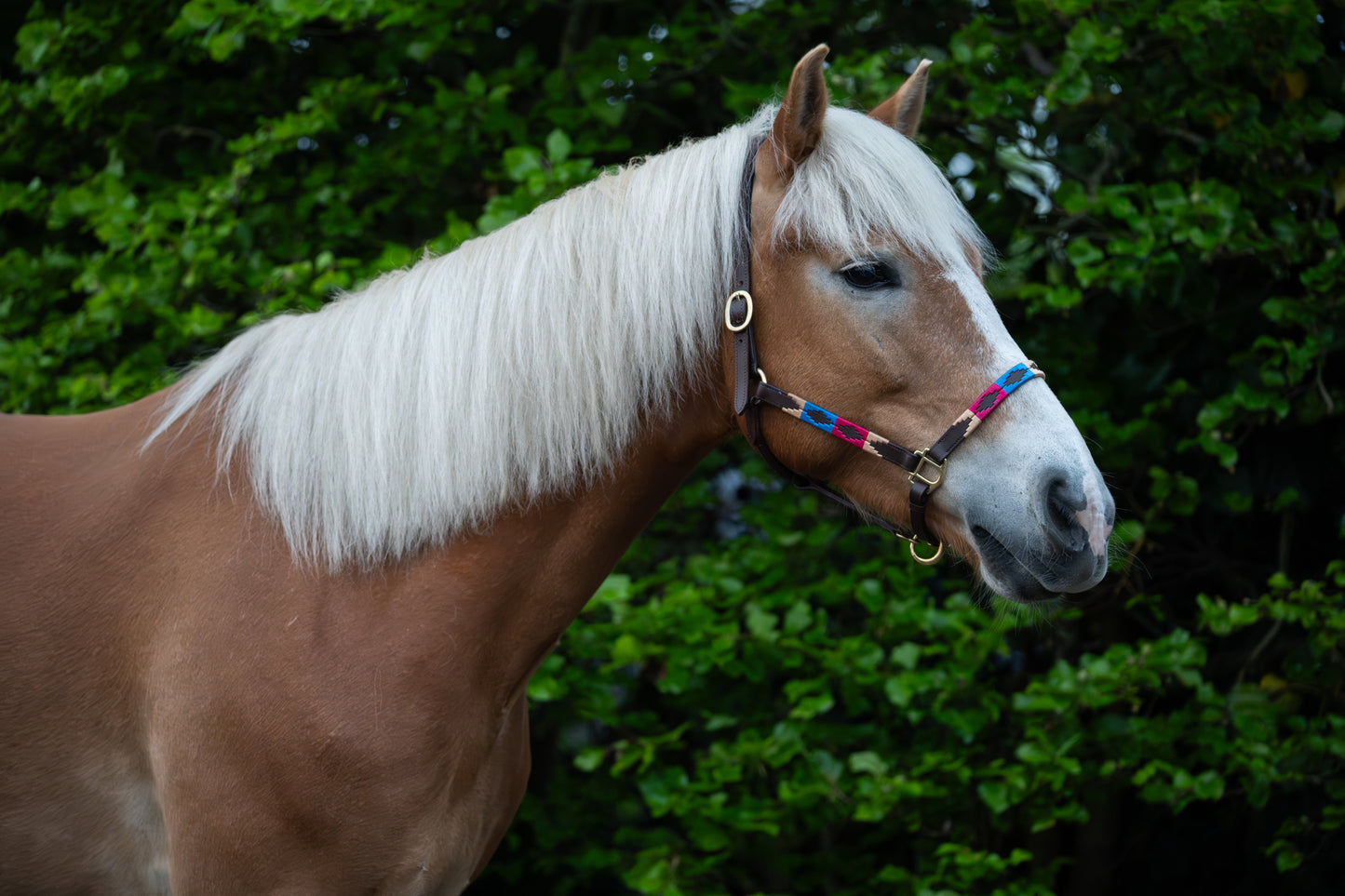 FMH - Havana Lederhalfter ‘Polo Vaquero Classy’ rot/blau/creme