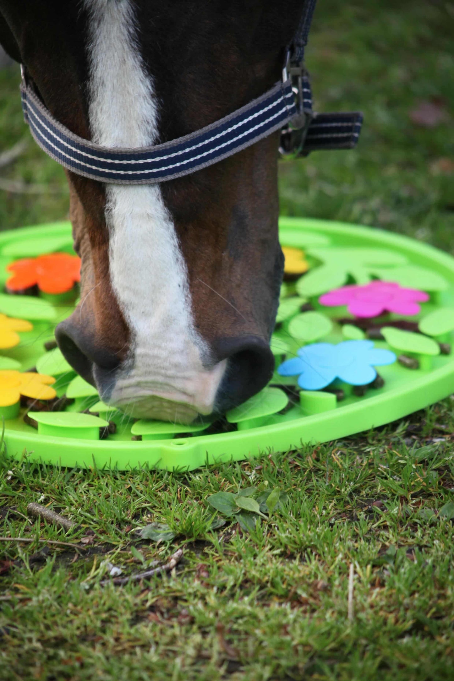 Excellent Horse - Snuffle Mat Flower Power