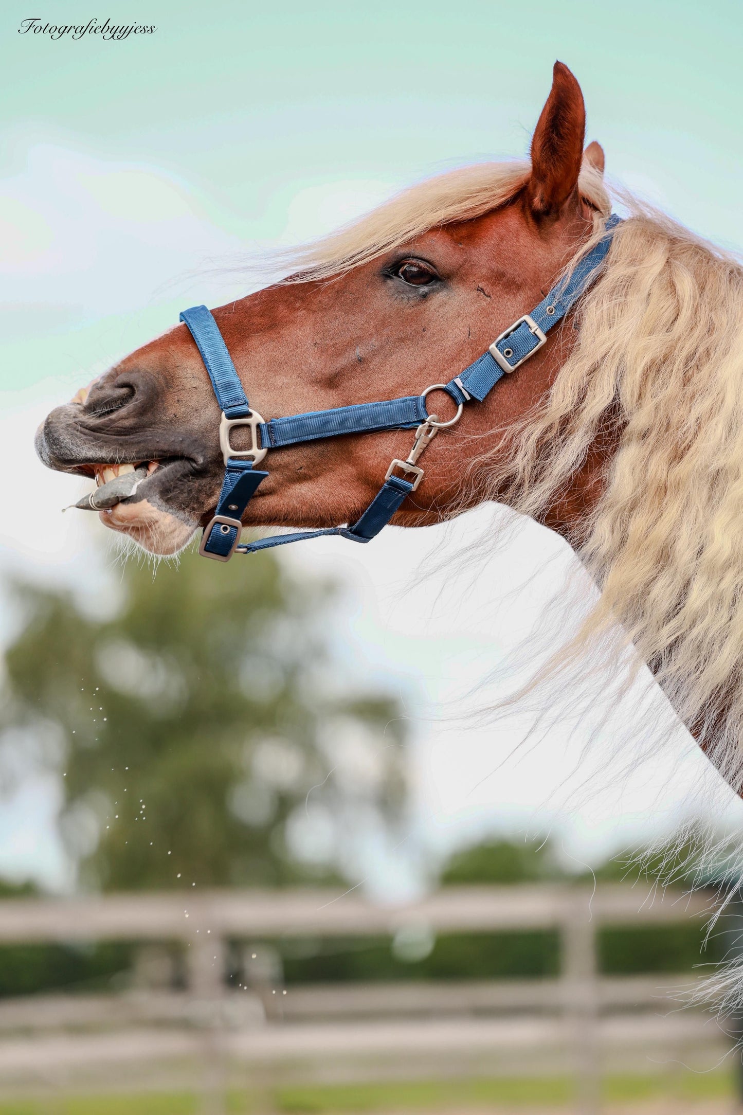 Horse Tea Company - Healtea Tea for your horse Bye Bye Hair