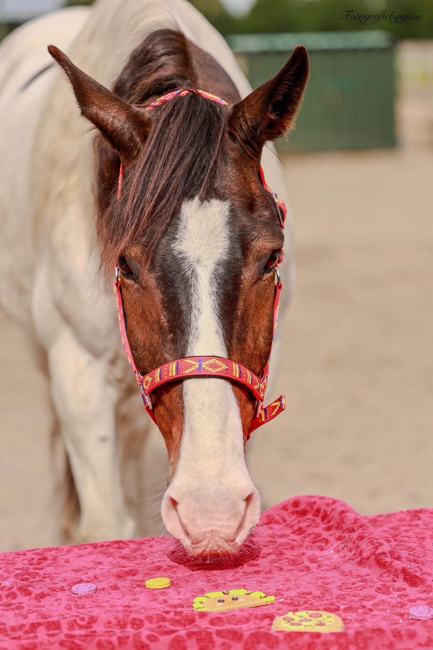 Candy Horse - Foodie Limited Collection - Los Koekje (div. varianten)