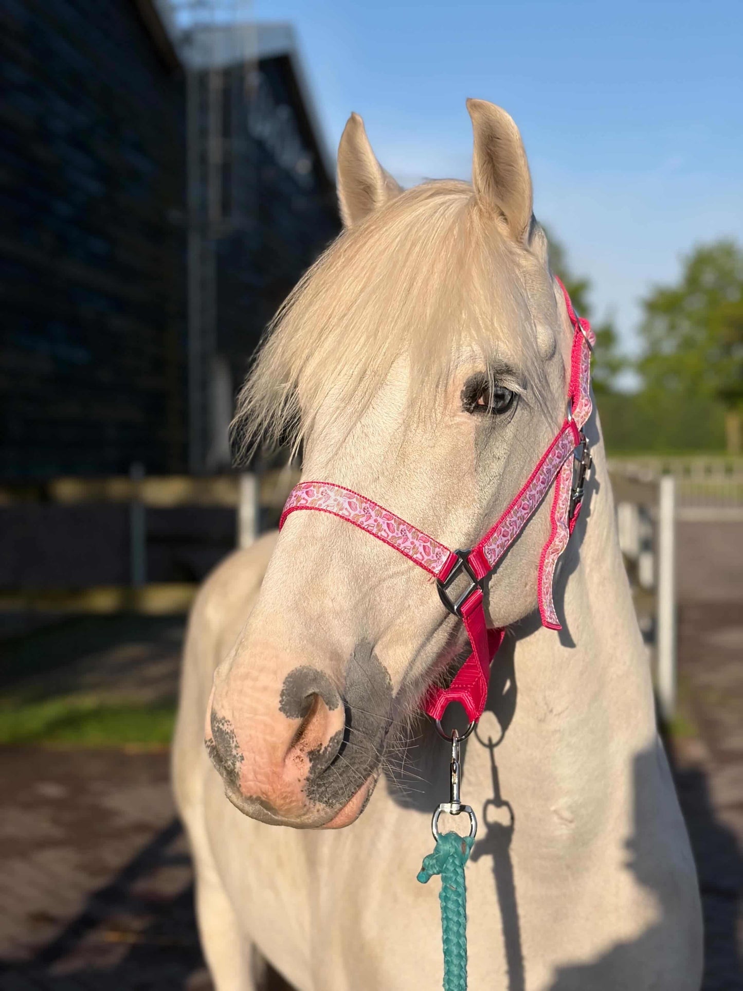 Happy Halters x FMH - Pink Cowgirl Exclusive halter div. to colour