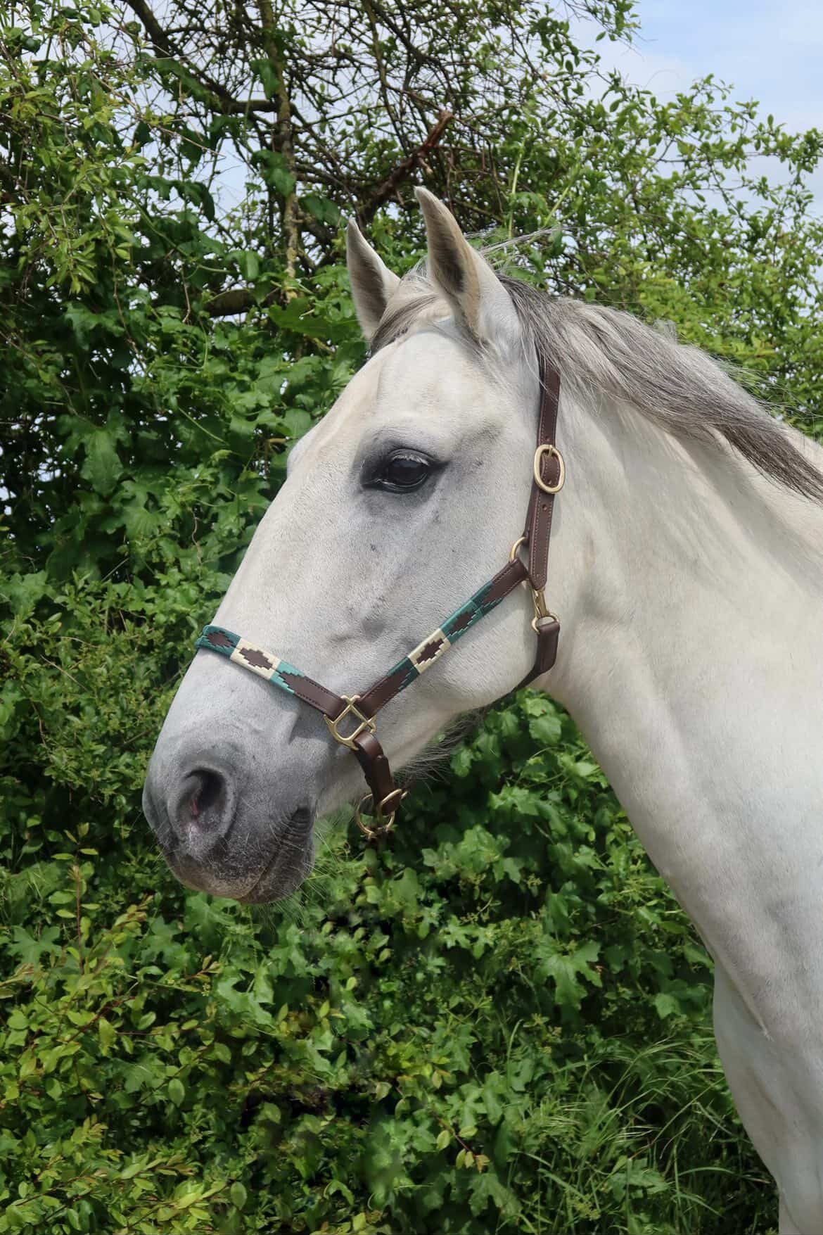 FMH - Licol polo en cuir Havana « Polo Vaquero Seafoam » émeraude/beige