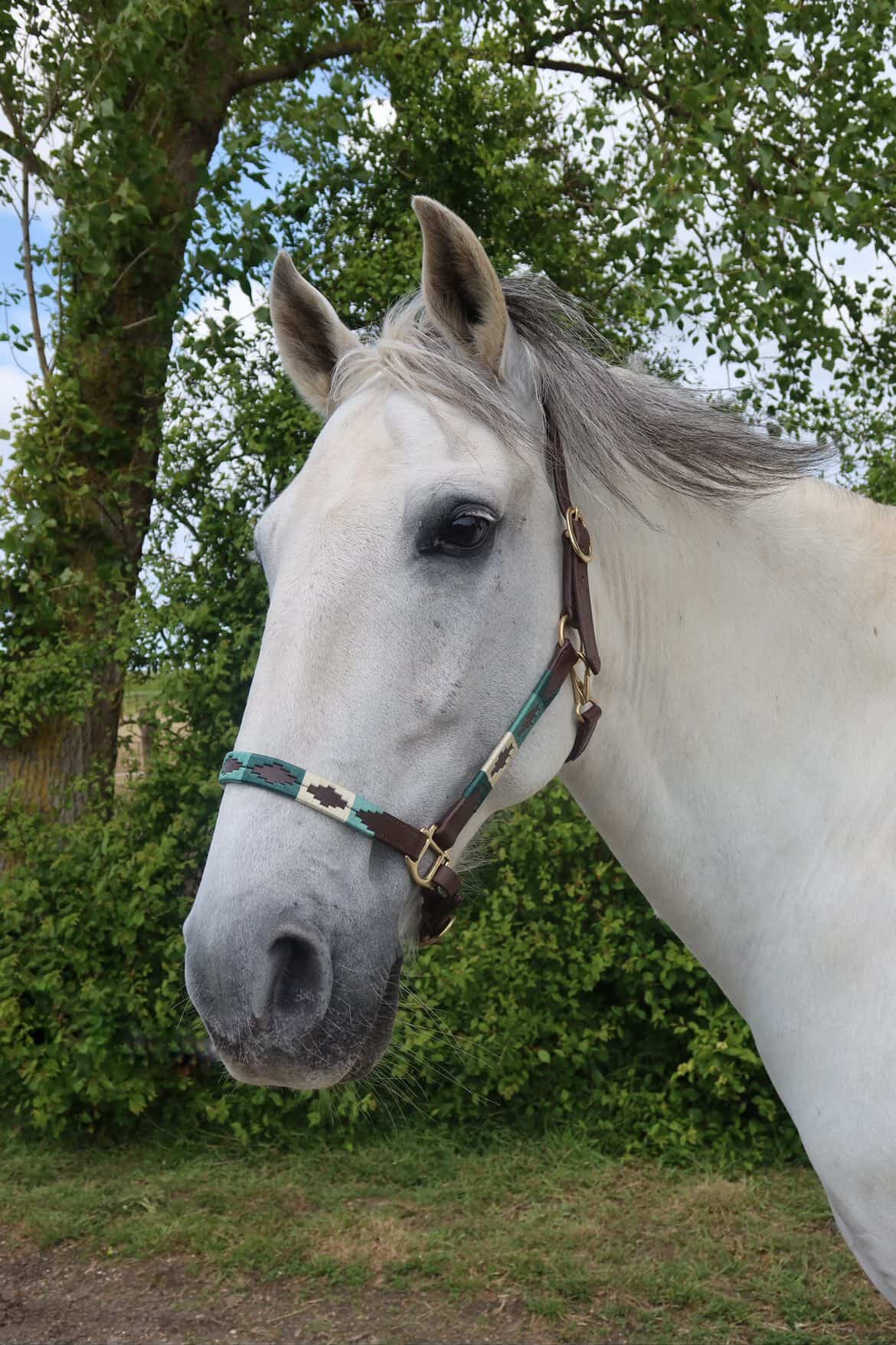 FMH - Licol polo en cuir Havana « Polo Vaquero Seafoam » émeraude/beige