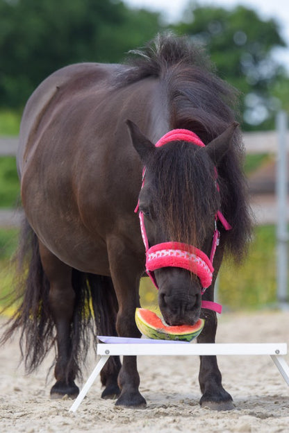 Happy Halsters - Fuchsia Wassermelonenhalfter (bunt)