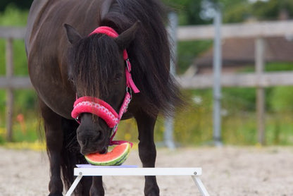Happy Halsters - Fuchsia Wassermelonenhalfter (bunt)