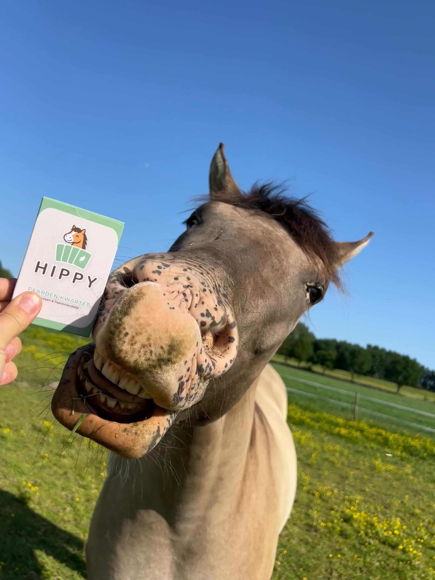 HIPPY - Le jeu de cartes HIPPY respectueux des chevaux