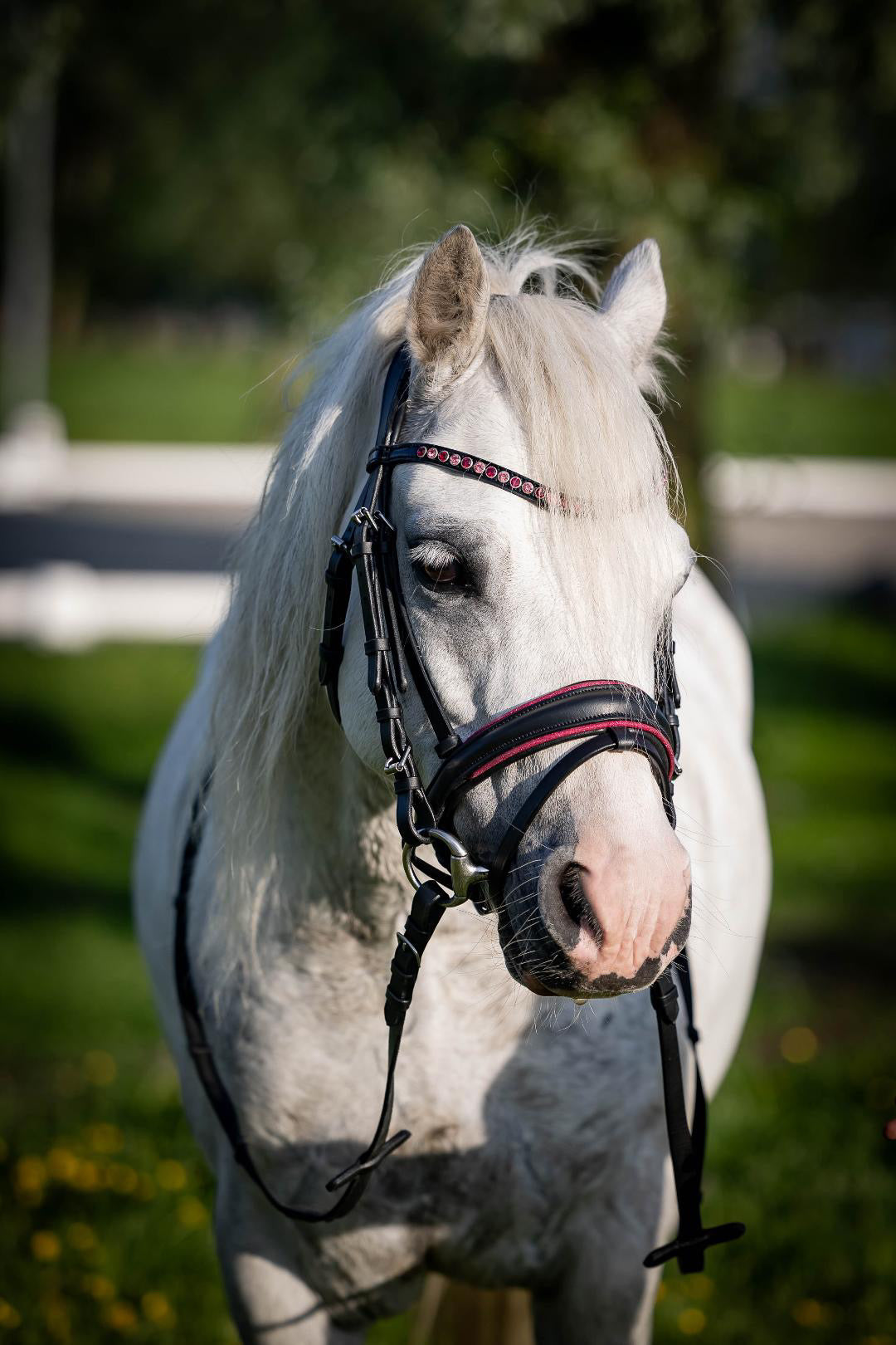 UNCLAIMED ITEMS - FMH - Luxe Hanoverian hoofdstel ‘Oops, I’m a Diva’ met dubbele neusriem roze onderlegd zwart leder incl. teugels (promoveiling) FULL