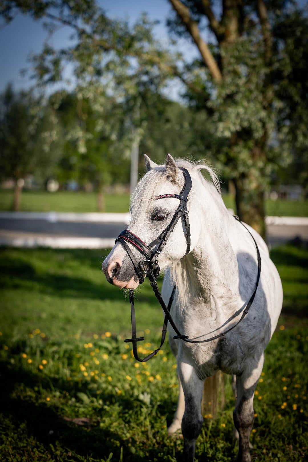 UNCLAIMED ITEMS - FMH - Luxe Hanoverian hoofdstel ‘Oops, I’m a Diva’ met dubbele neusriem roze onderlegd zwart leder incl. teugels (promoveiling) FULL