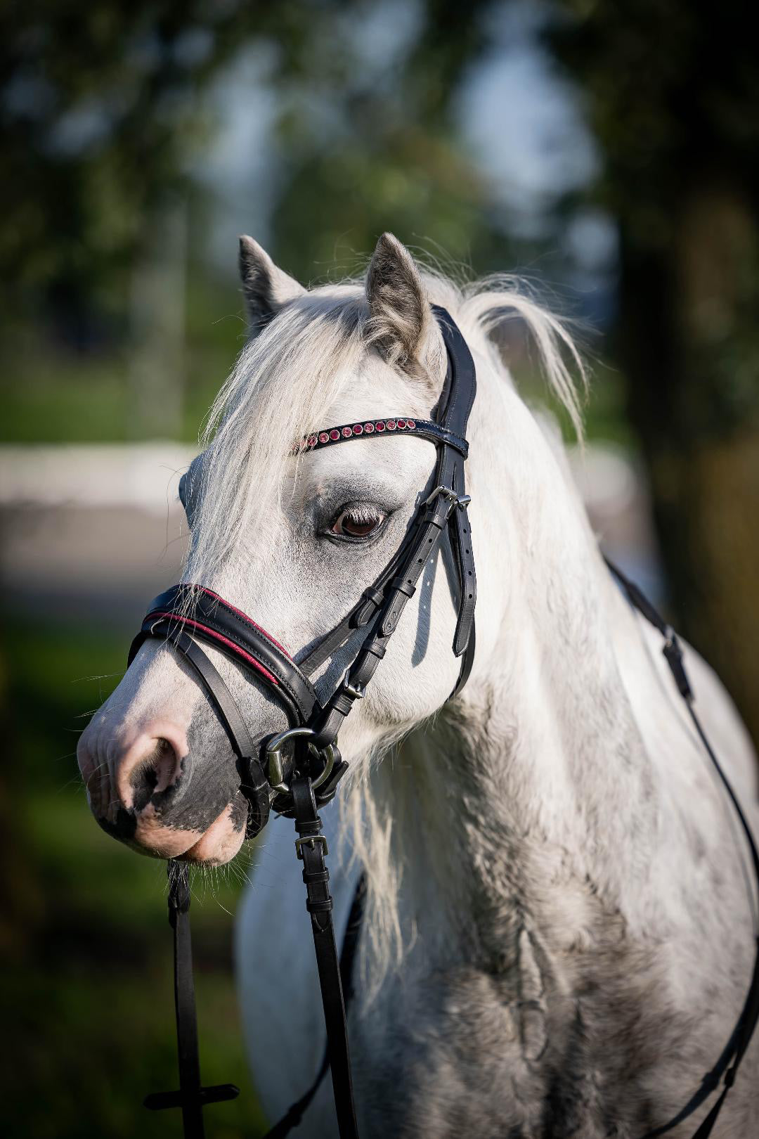 UNCLAIMED ITEMS - FMH - Luxe Hanoverian hoofdstel ‘Oops, I’m a Diva’ met dubbele neusriem roze onderlegd zwart leder incl. teugels (promoveiling) FULL