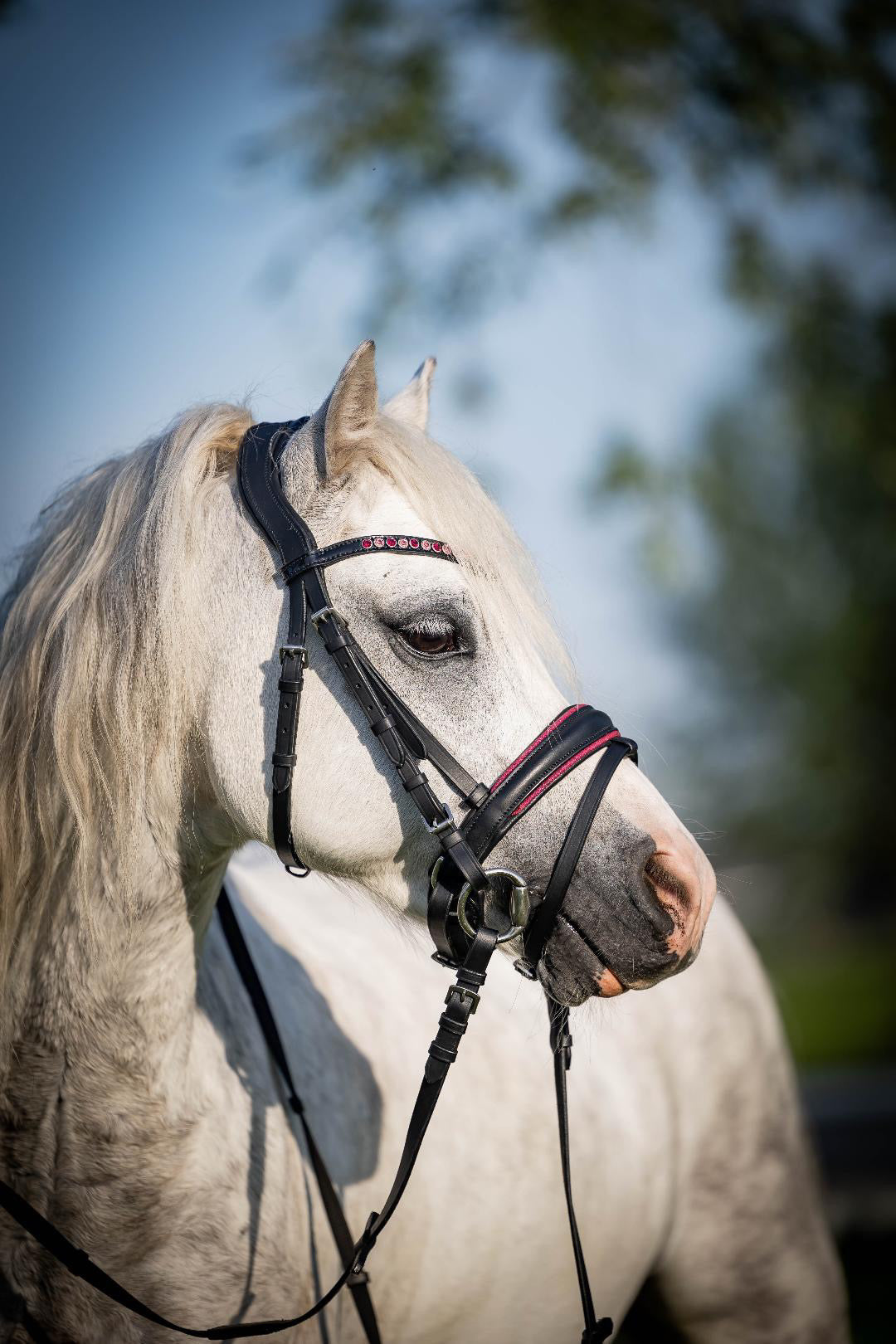 UNCLAIMED ITEMS - FMH - Luxe Hanoverian hoofdstel ‘Oops, I’m a Diva’ met dubbele neusriem roze onderlegd zwart leder incl. teugels (promoveiling) FULL