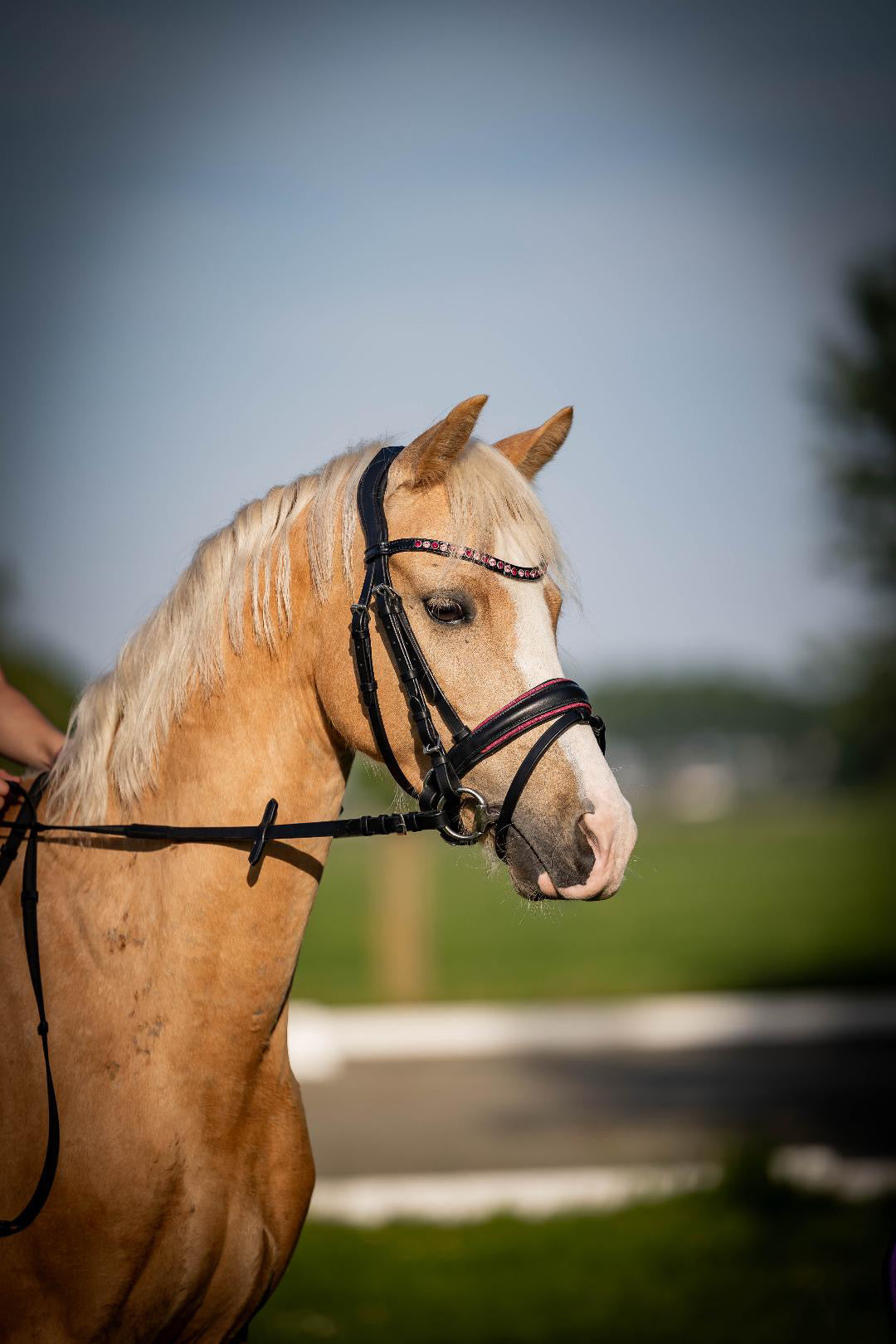 UNCLAIMED ITEMS - FMH - Luxe Hanoverian hoofdstel ‘Oops, I’m a Diva’ met dubbele neusriem roze onderlegd zwart leder incl. teugels (promoveiling) FULL