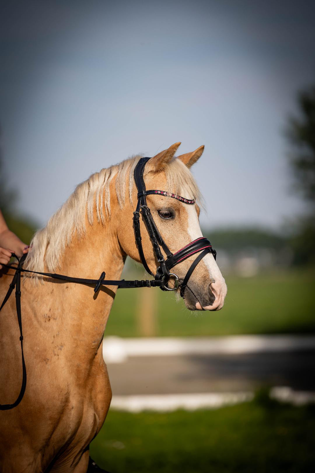 UNCLAIMED ITEMS - FMH - Luxe Hanoverian hoofdstel ‘Oops, I’m a Diva’ met dubbele neusriem roze onderlegd zwart leder incl. teugels (promoveiling) FULL