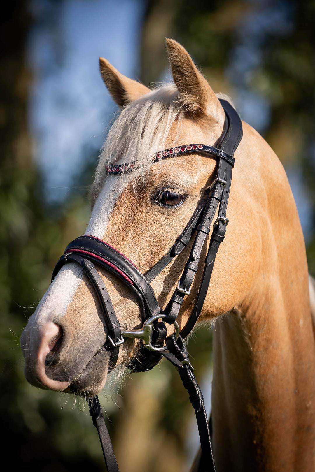 UNCLAIMED ITEMS - FMH - Luxe Hanoverian hoofdstel ‘Oops, I’m a Diva’ met dubbele neusriem roze onderlegd zwart leder incl. teugels (promoveiling) FULL