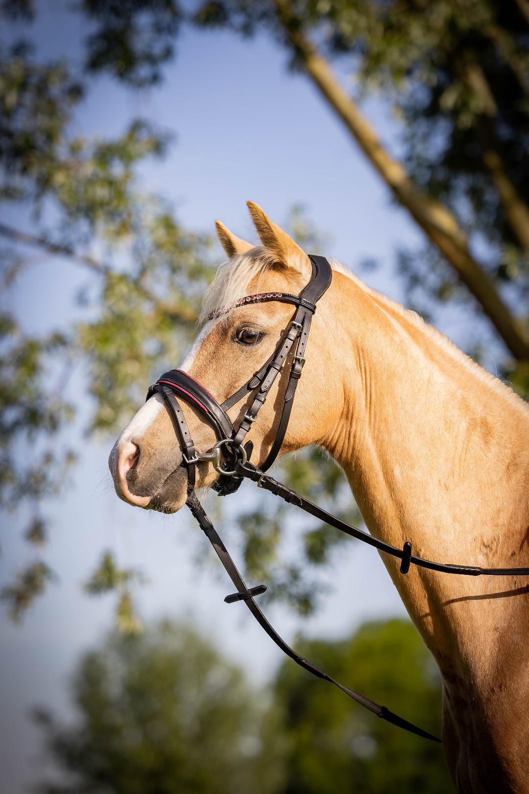 UNCLAIMED ITEMS - FMH - Luxe Hanoverian hoofdstel ‘Oops, I’m a Diva’ met dubbele neusriem roze onderlegd zwart leder incl. teugels (promoveiling) FULL