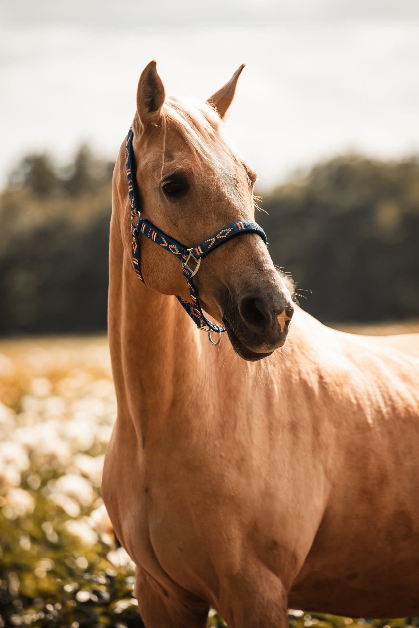 FMH - Embroidered nylon halter with padding ‘Nomad Spirit’ blue