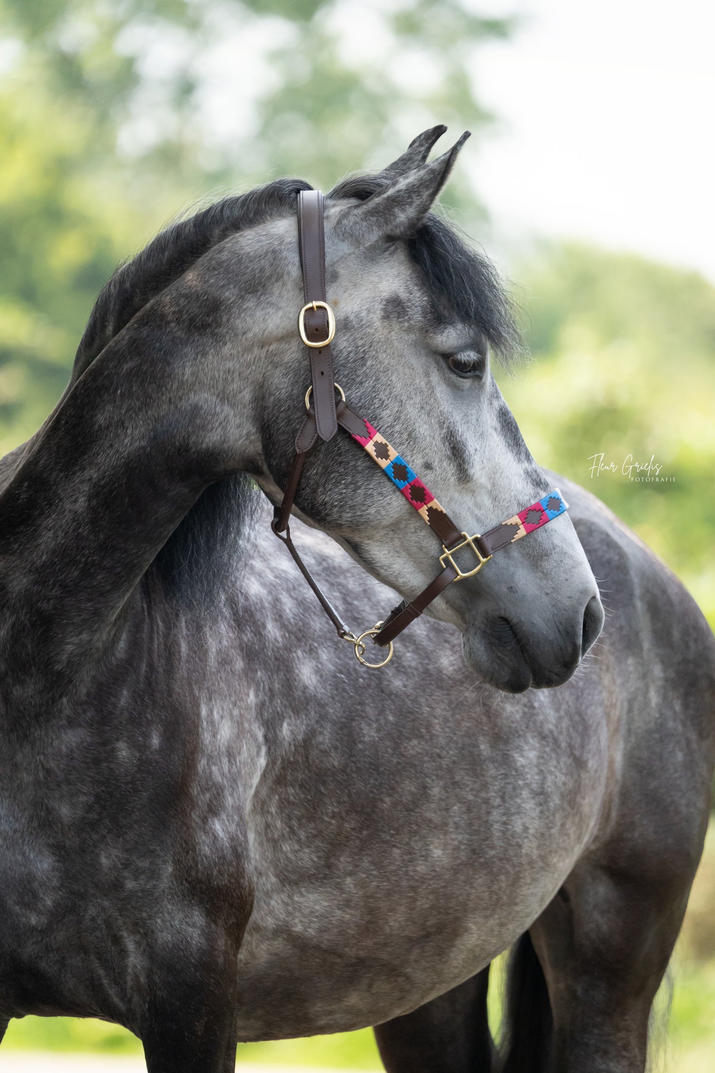 FMH - Havana leather polo halter ‘Polo Vaquero Classy’ red/blue/cream
