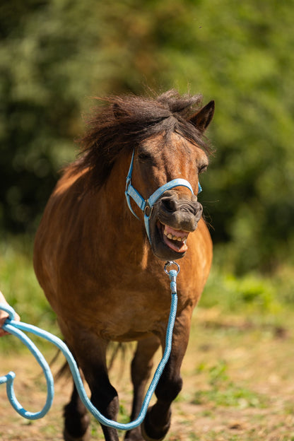 Happy Halsters - Halter azzurro chiaro con motivo floreale