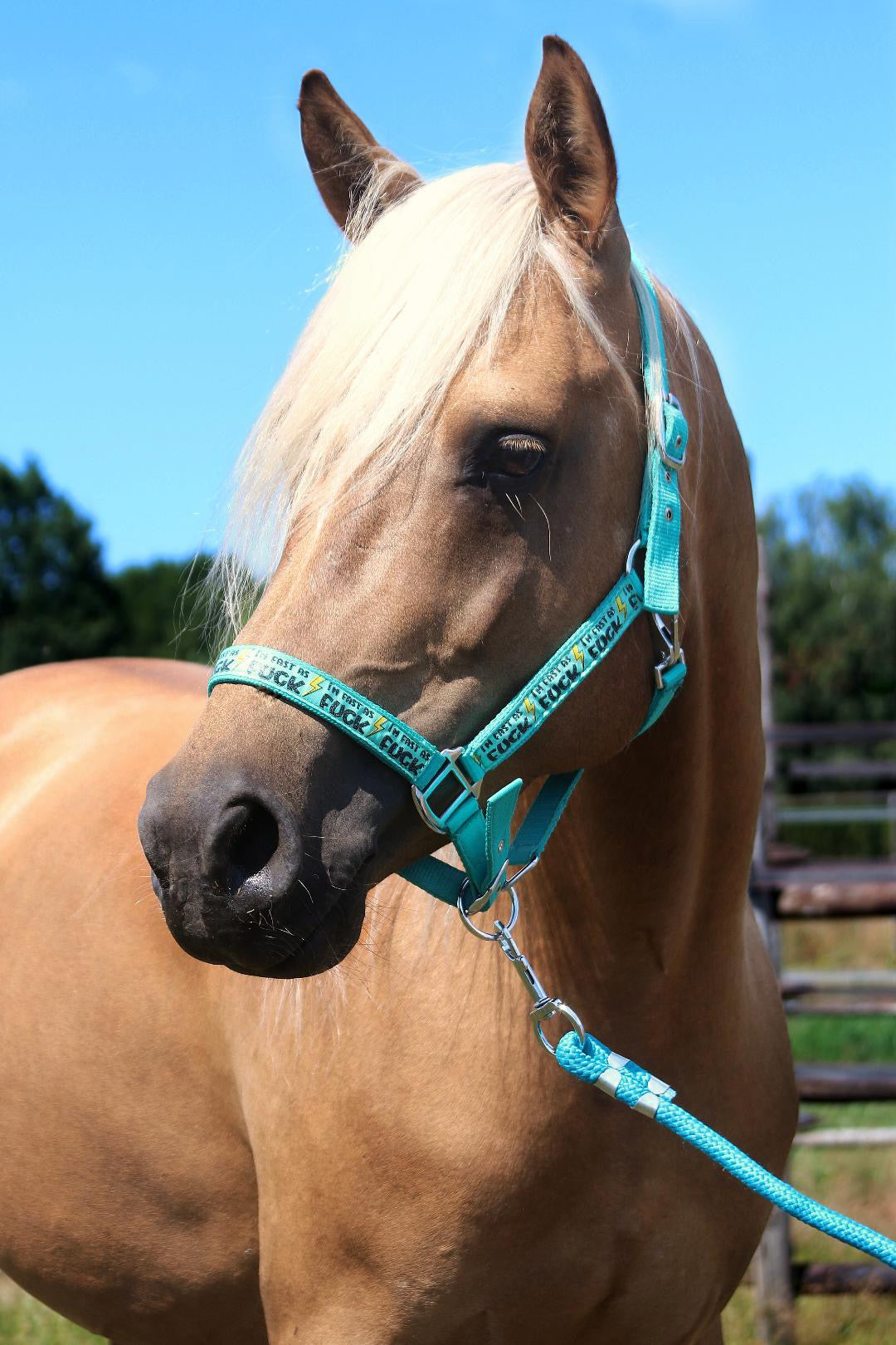 FMH - Nylon turquoise halster ‘Fast as F*CK’