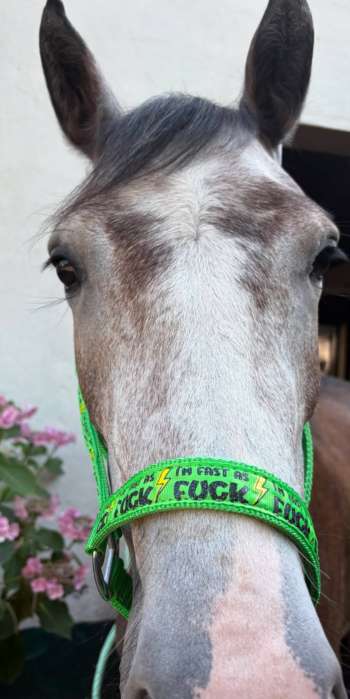 FMH - Nylon groen halster ‘Fast as F*CK’