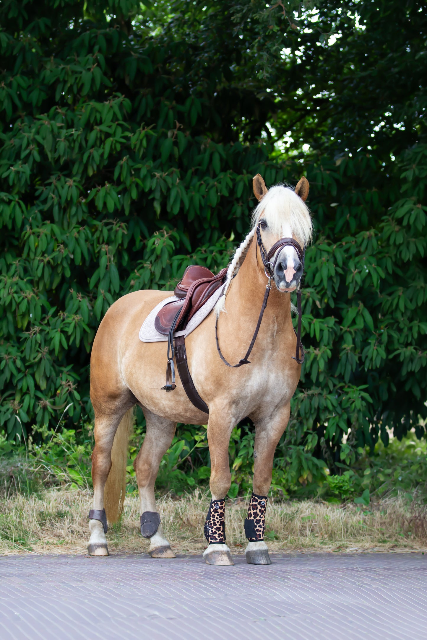 FMH - NeoPro the Leopard - Neopren-Beinschützer Boots für Pferde (versch. Farben)