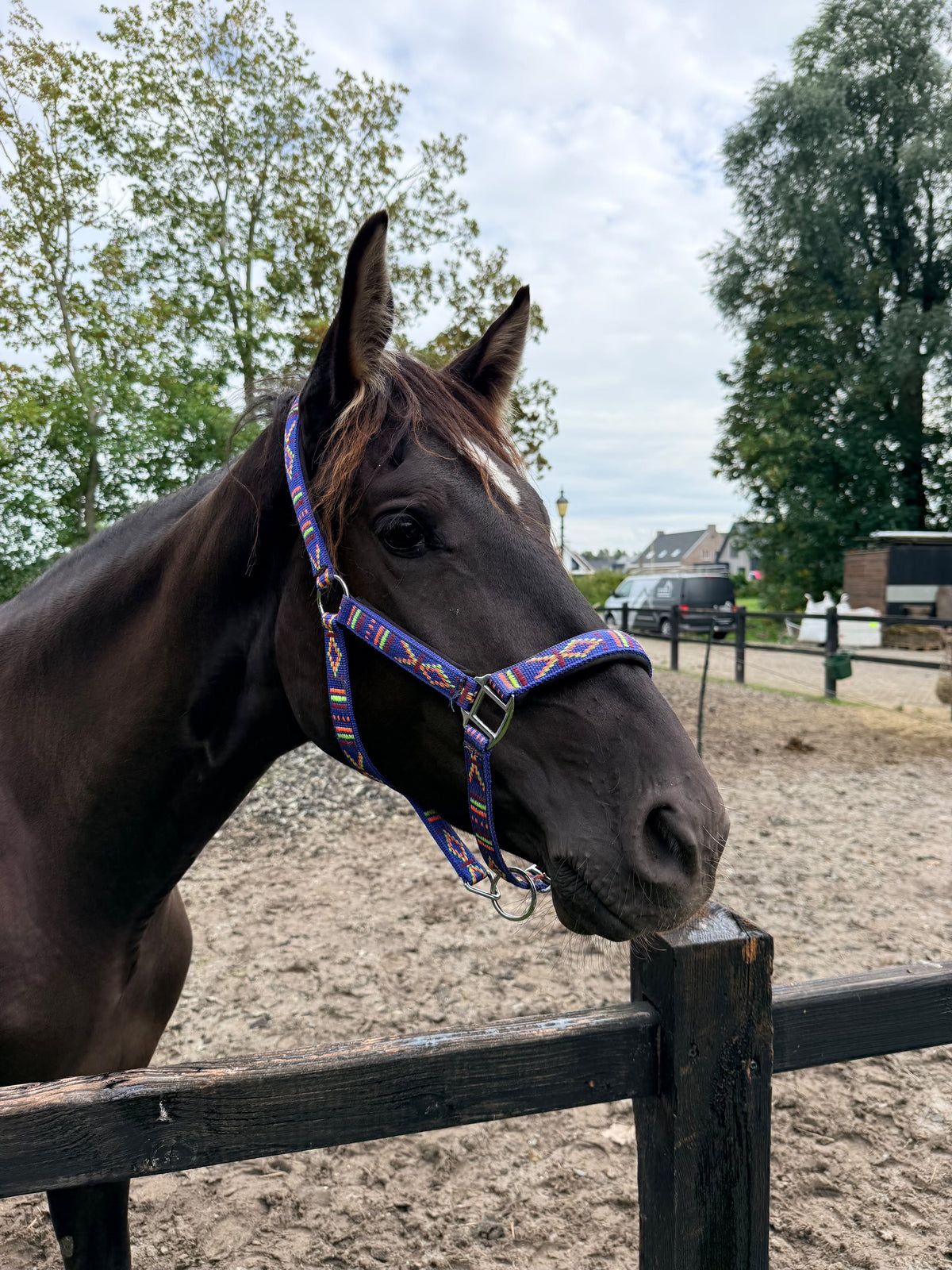 FMH - Besticktes Nylonhalfter mit Polsterung „Nomad Spirit“ blau