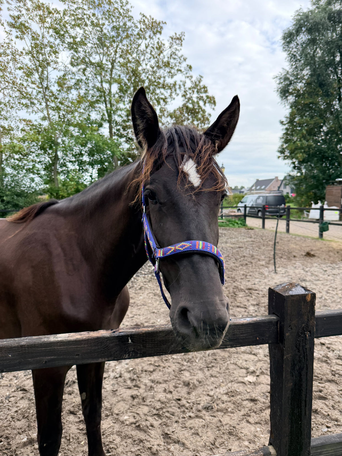 FMH - Besticktes Nylonhalfter mit Polsterung „Nomad Spirit“ blau