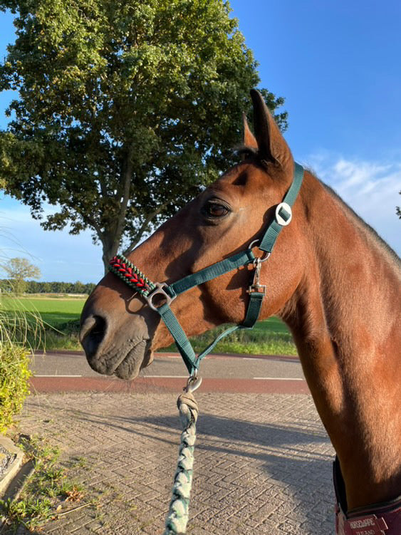 Handmade horse halters - Knotted halter 'Fendt Power' Green/red/black