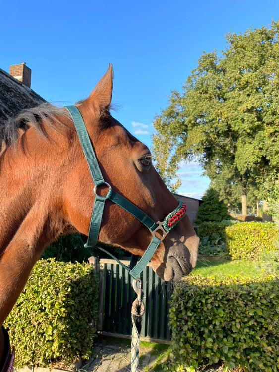 Handmade horse halters - Knotted halter 'Fendt Power' Green/red/black