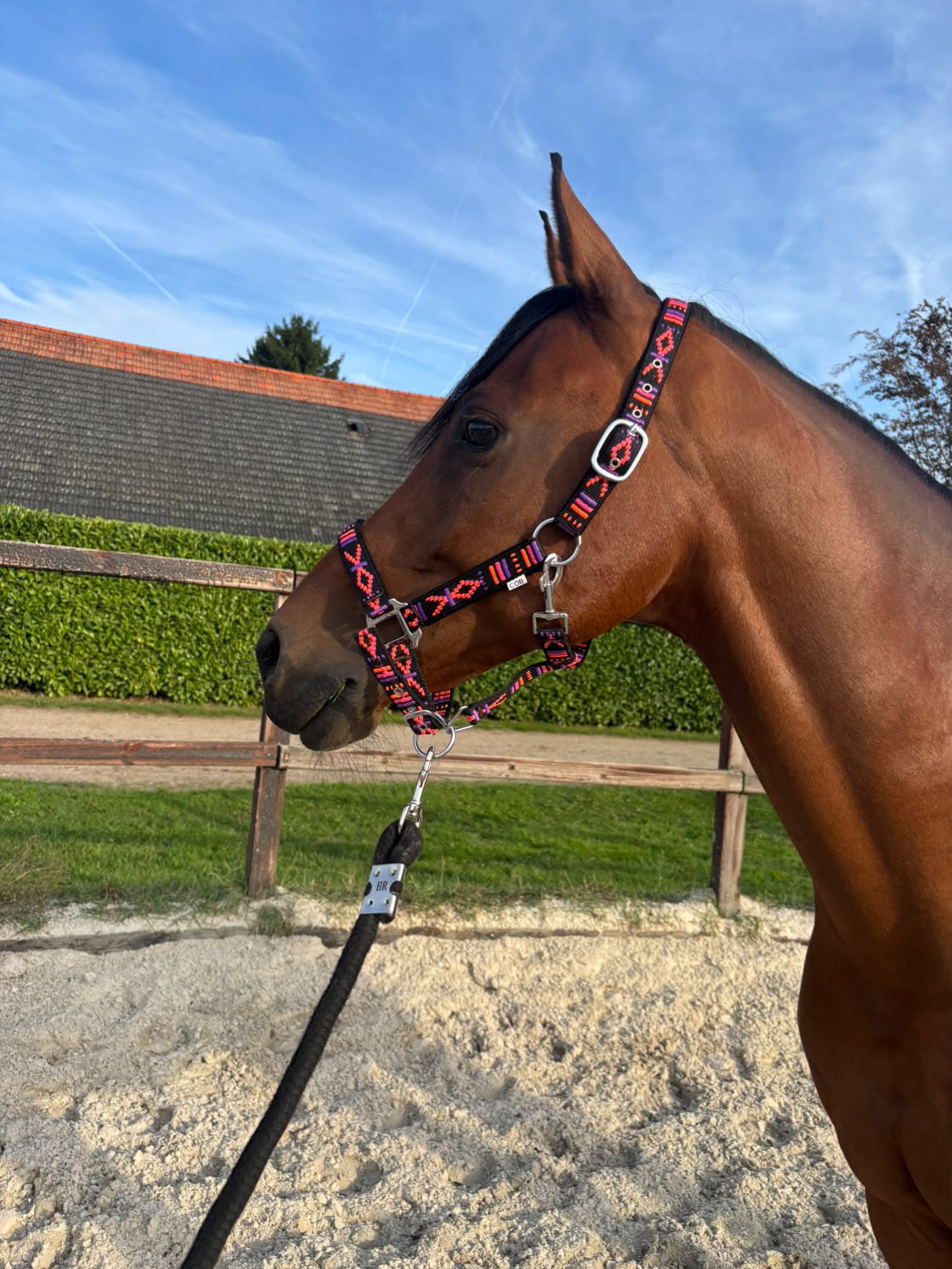 FMH - Bestelltes Nylonhalfter mit Polsterung „Nomad Spirit“ Neon Schwarz
