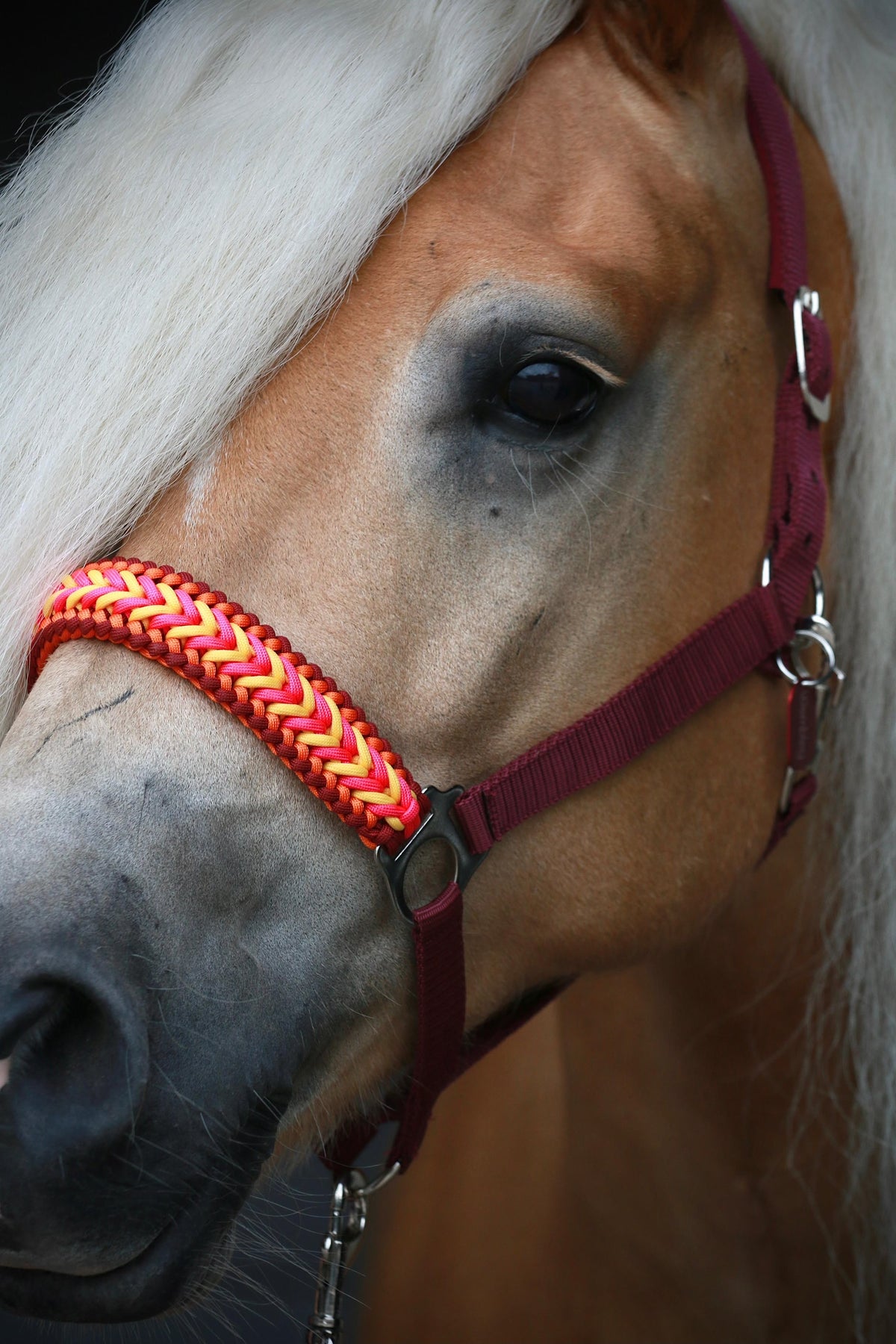 Handgemaakte paardenhalsters - Geknoopt halster ‘Hot Honey’ bordeaux/ geel/ roze