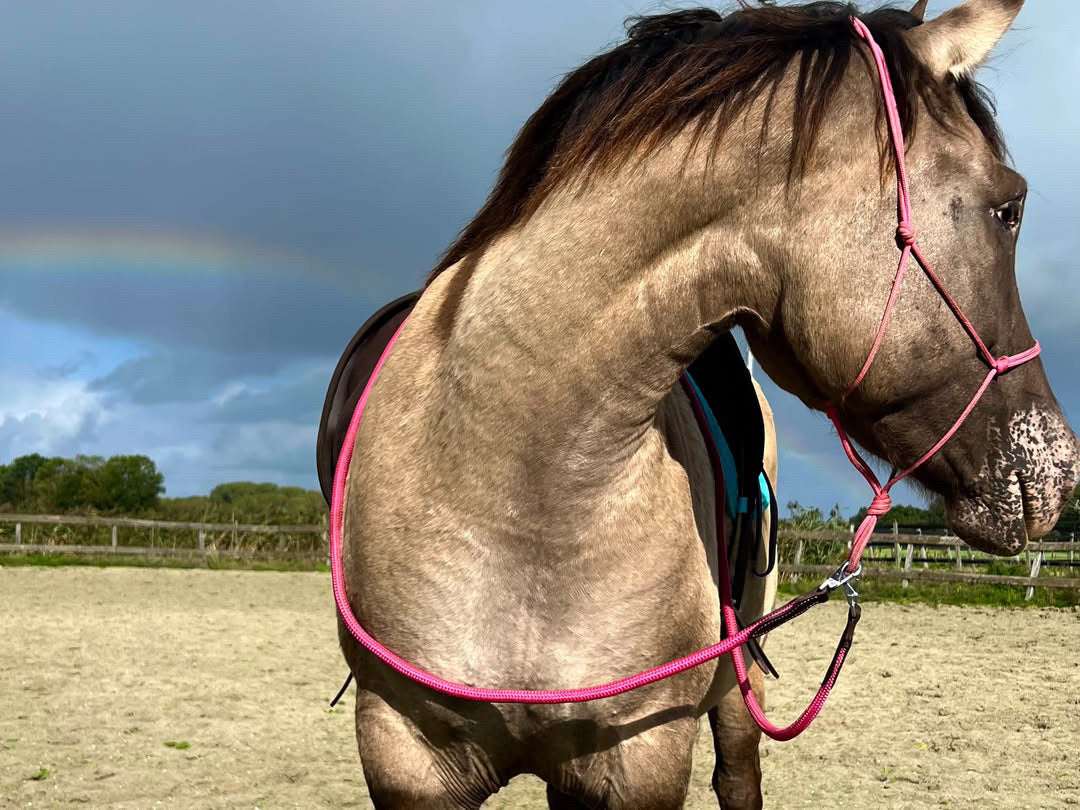 FMH - Gesloten teugels van touw met lederen detail en clip ‘Rope Rein Pink’