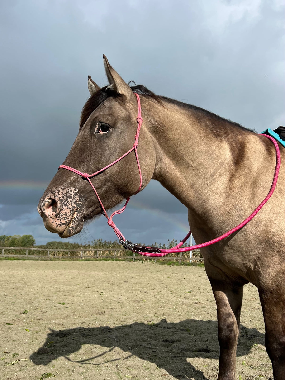 FMH - Gesloten teugels van touw met lederen detail en clip ‘Rope Rein Pink’