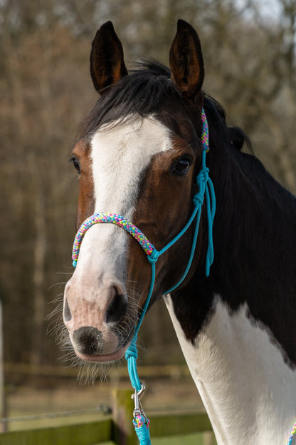 Rope halter turquoise with Hawaii mix