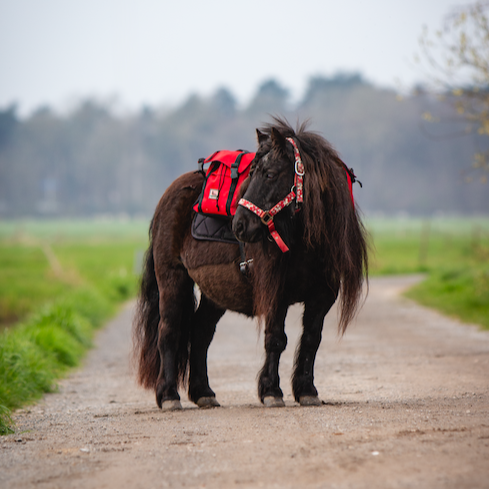 Equi-Pack - Zaino pony