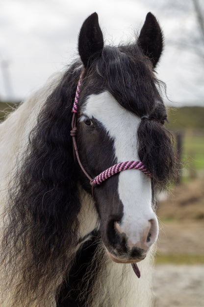 Rope halter brown with brown/baby pink noseband and earband