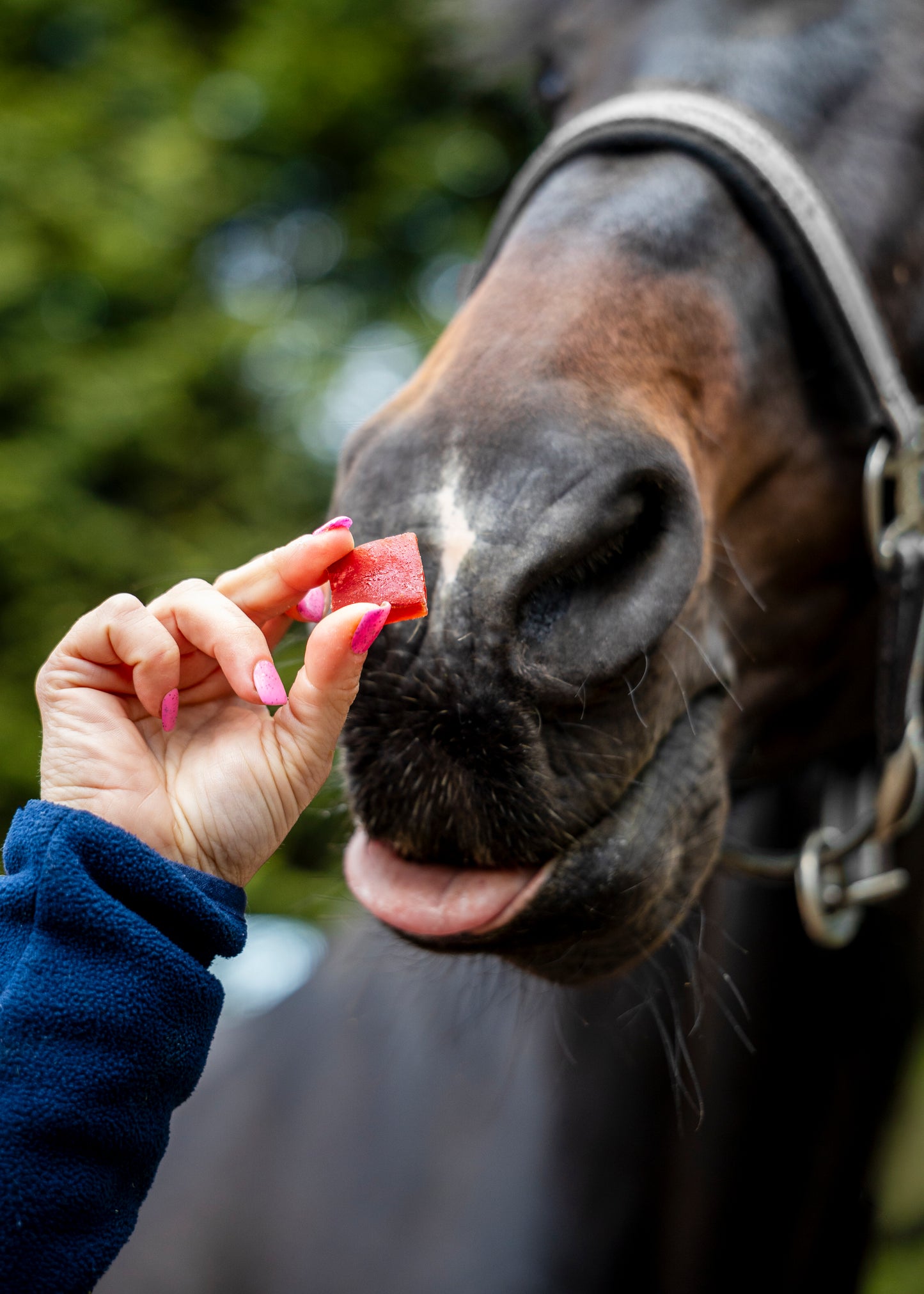 Candy Horse - Bonbons pour chevaux Fruit Jellies Cerise & Cardamome