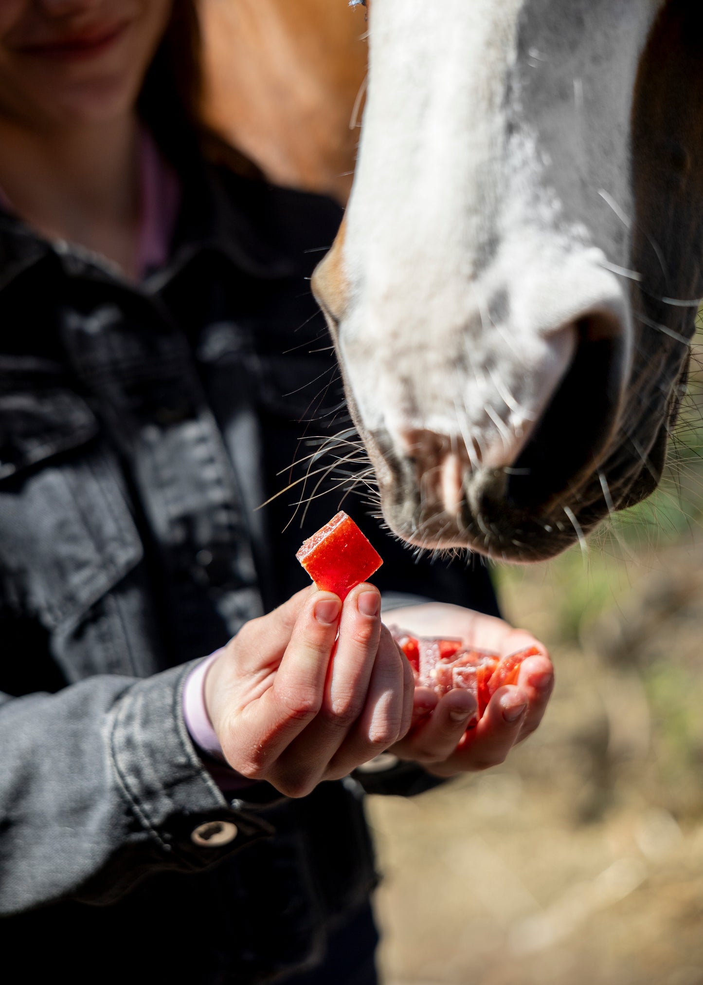 Candy Horse - Bonbons pour chevaux Fruit Jellies Cerise & Cardamome