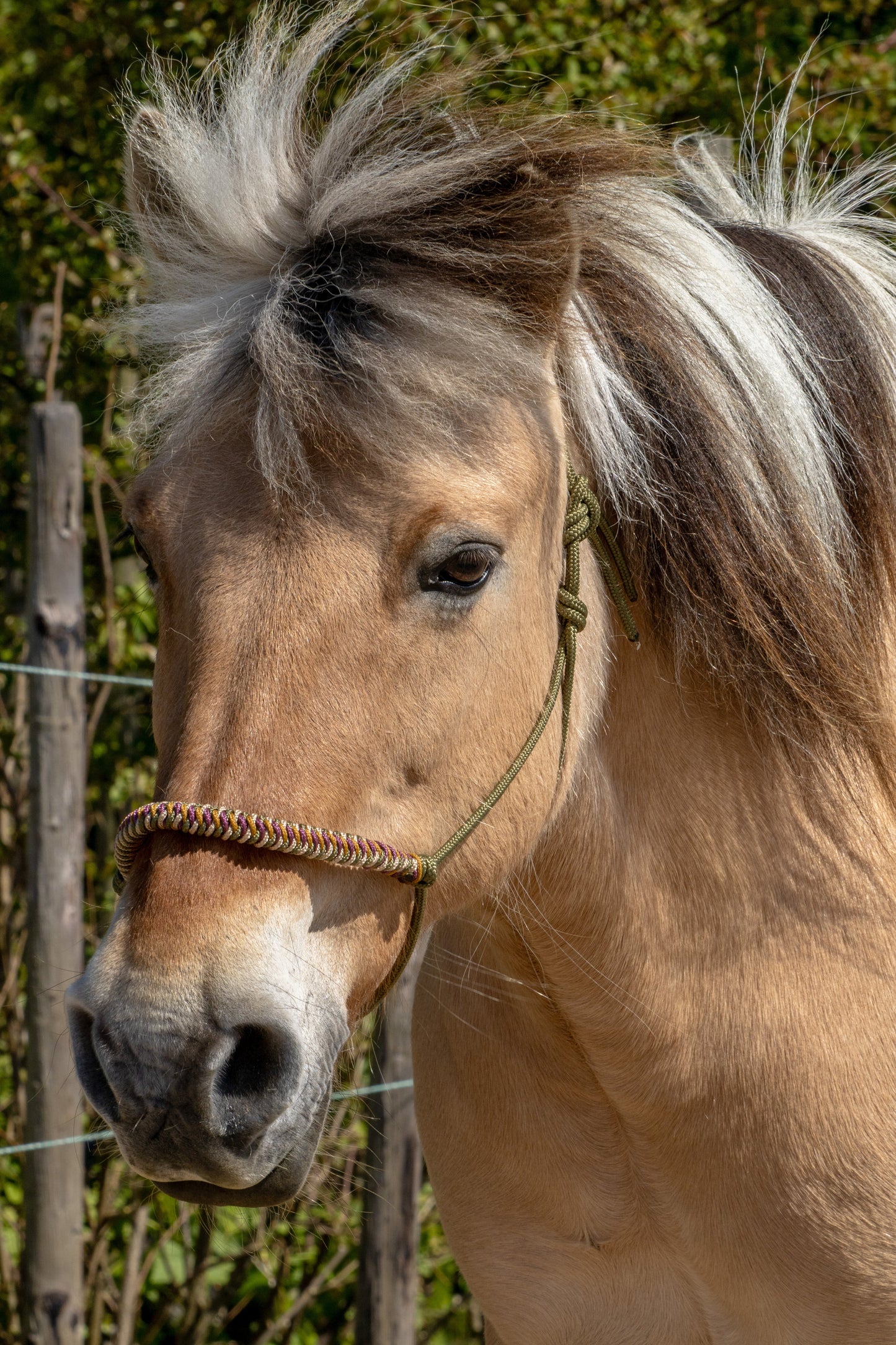 Rope Halter Vienna Noseband Army Green, Beige, Caramel, and Bordeaux