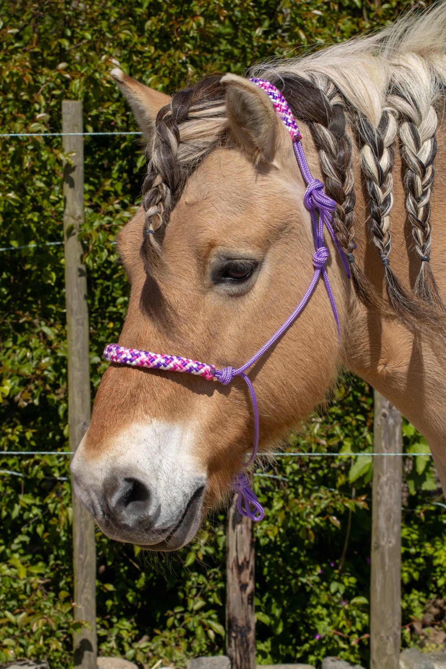 Rope halter purple with country girl noseband and earband