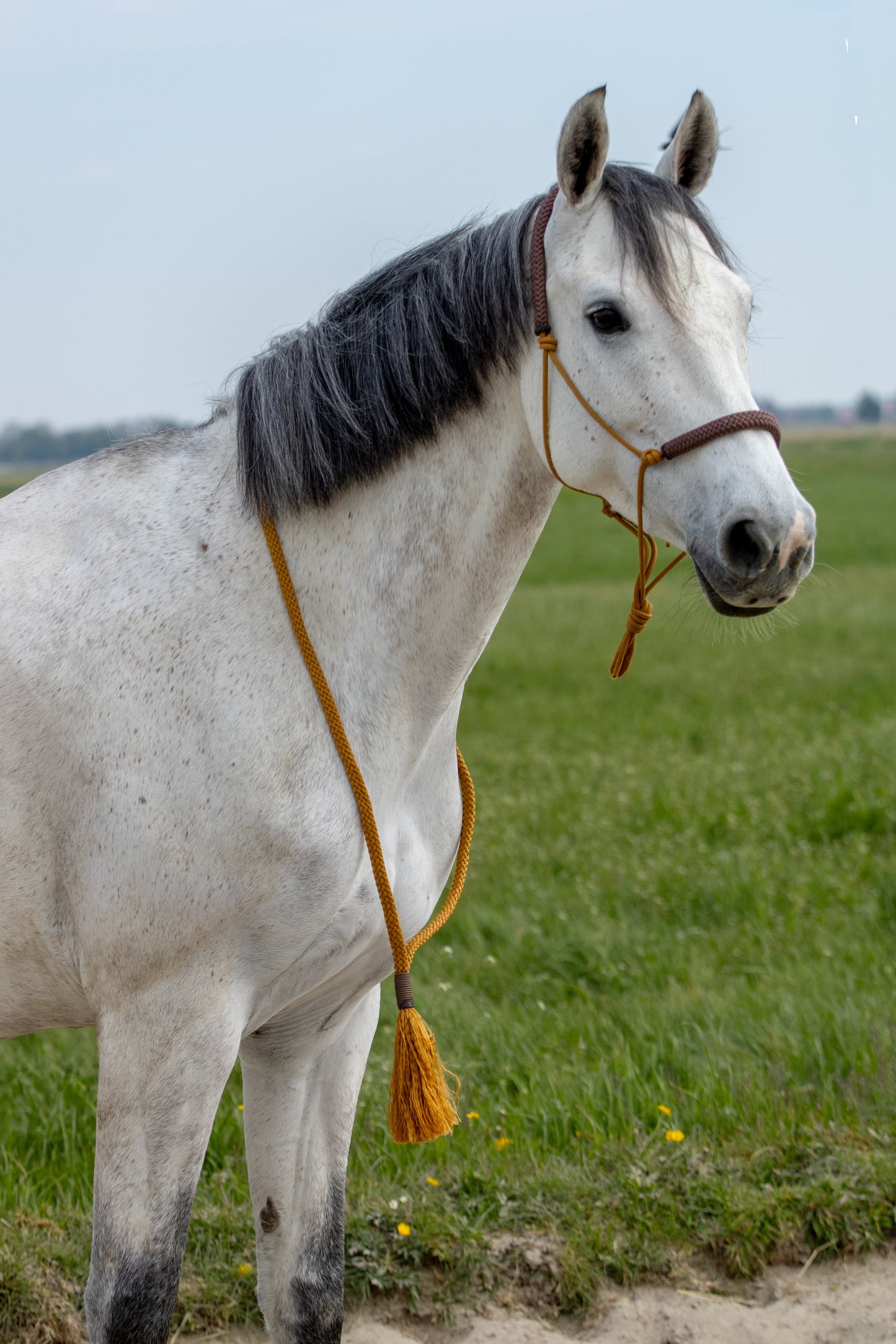 Rope Halter Set Salted Caramel