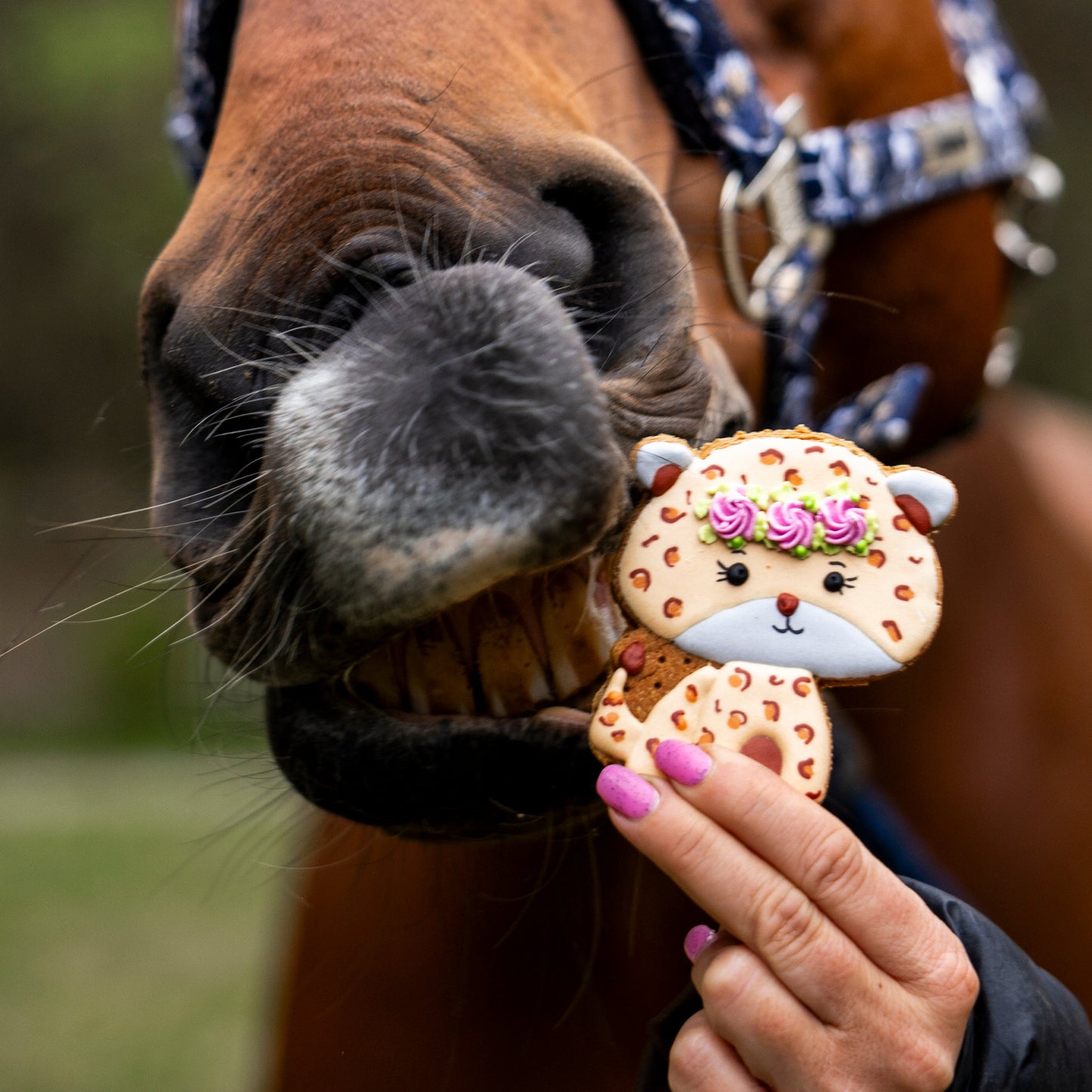Candy Horse - Collezione limitata Stable Party - Biscotto singolo (varie varianti)