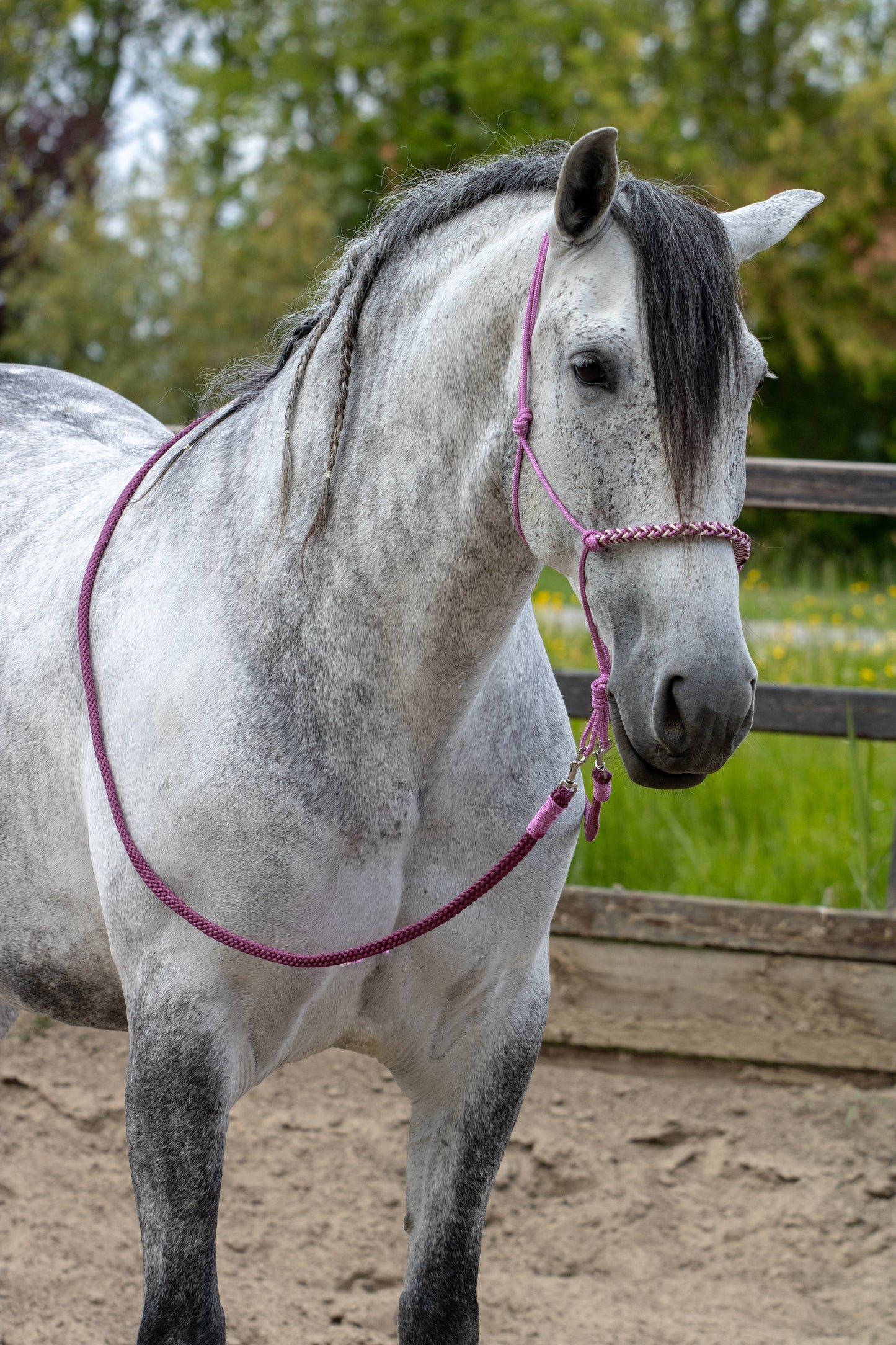 Rope halter set berry bloom