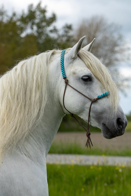 Rope halter brown with brown-turquoise noseband and earband