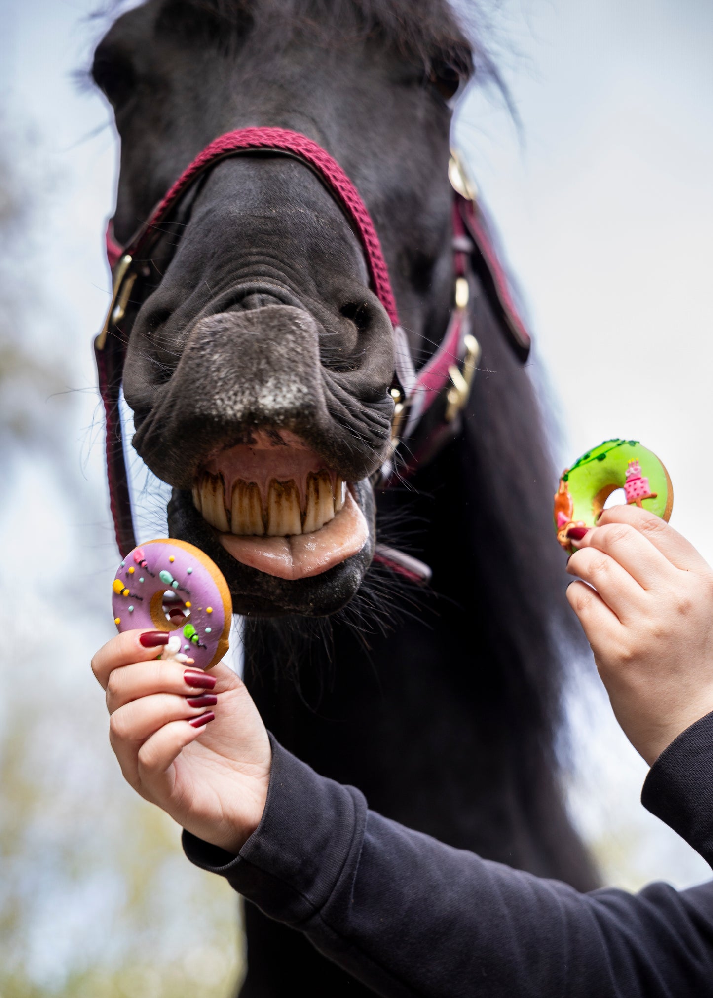 Candy Horse - Stable Party Collezione Limitata - Ciambelle decorate 2 pz.