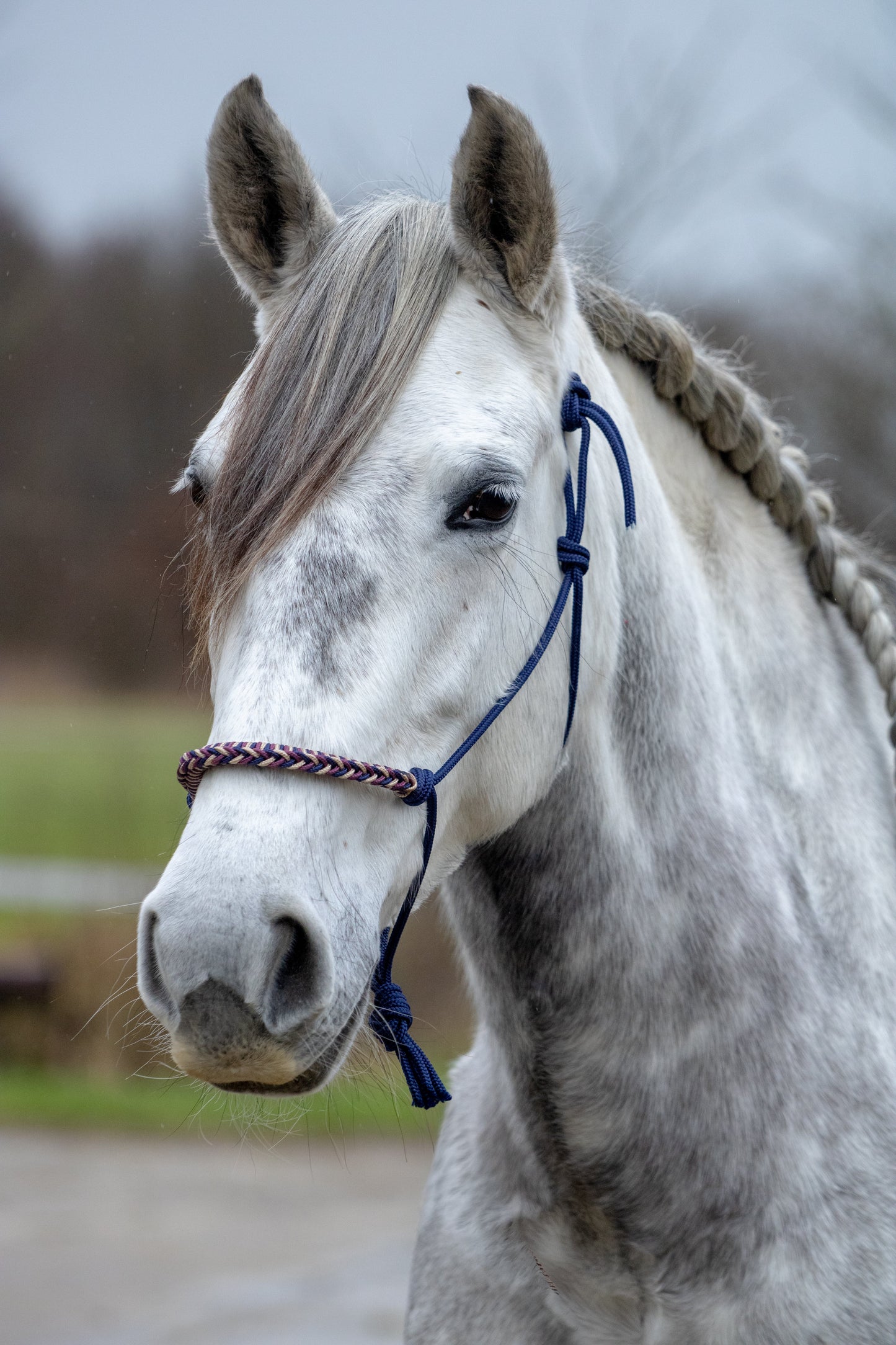 Rope halter braided noseband dark blue, beige and burgundy