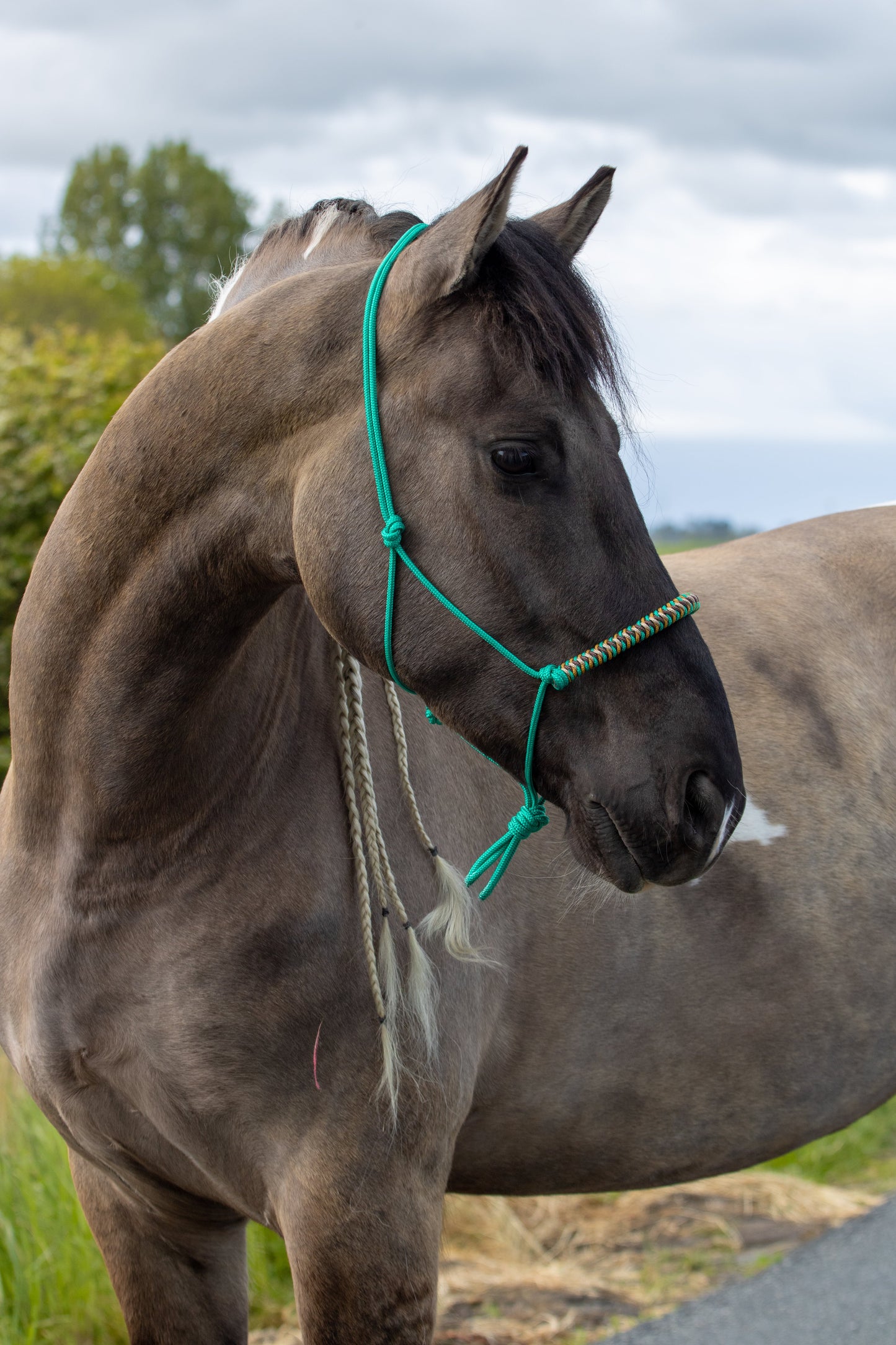 Rope Halter Vienna Noseband Emerald Green, Beige, Brown, and Caramel