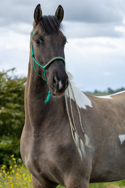Rope Halter Vienna Noseband Emerald Green, Beige, Brown, and Caramel