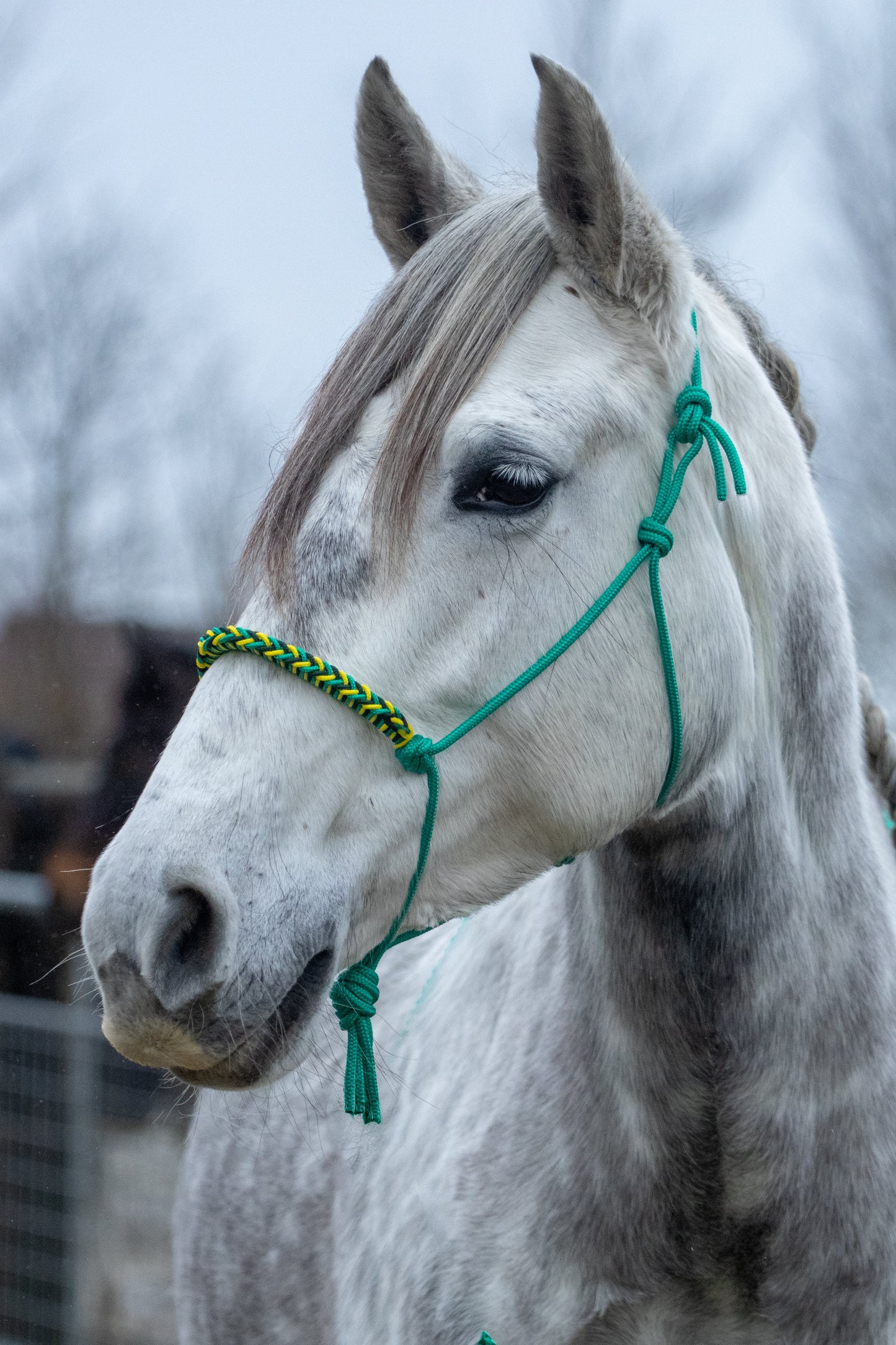 Rope halter with braided noseband emerald green, yellow and dark green