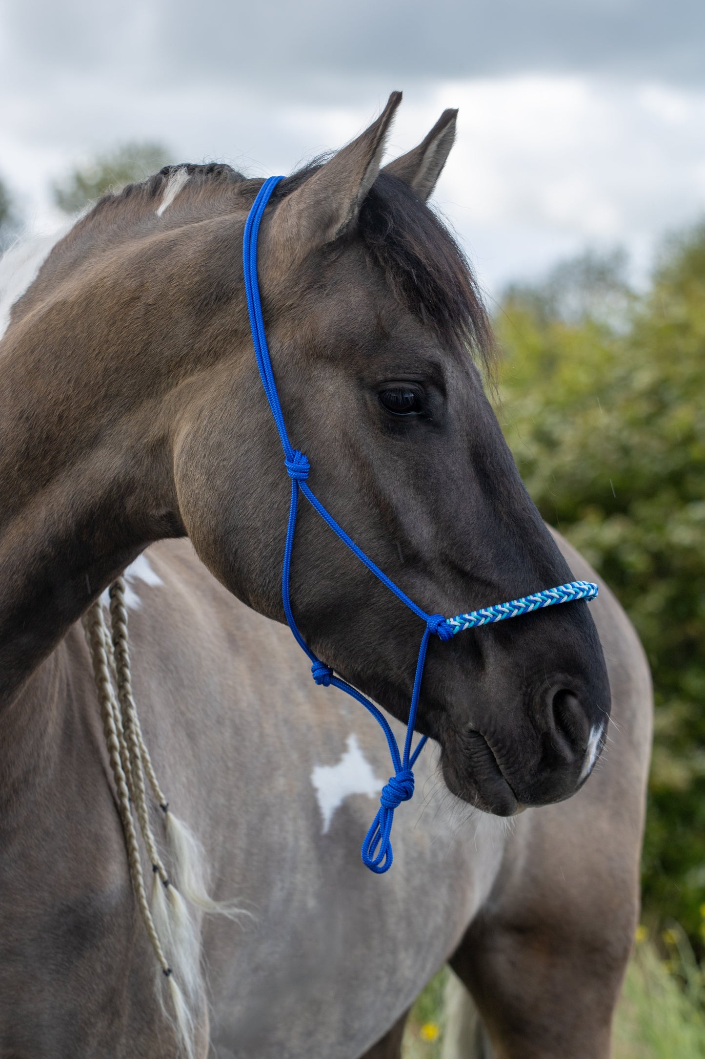 Rope halter with braided noseband cobalt, white and turquoise