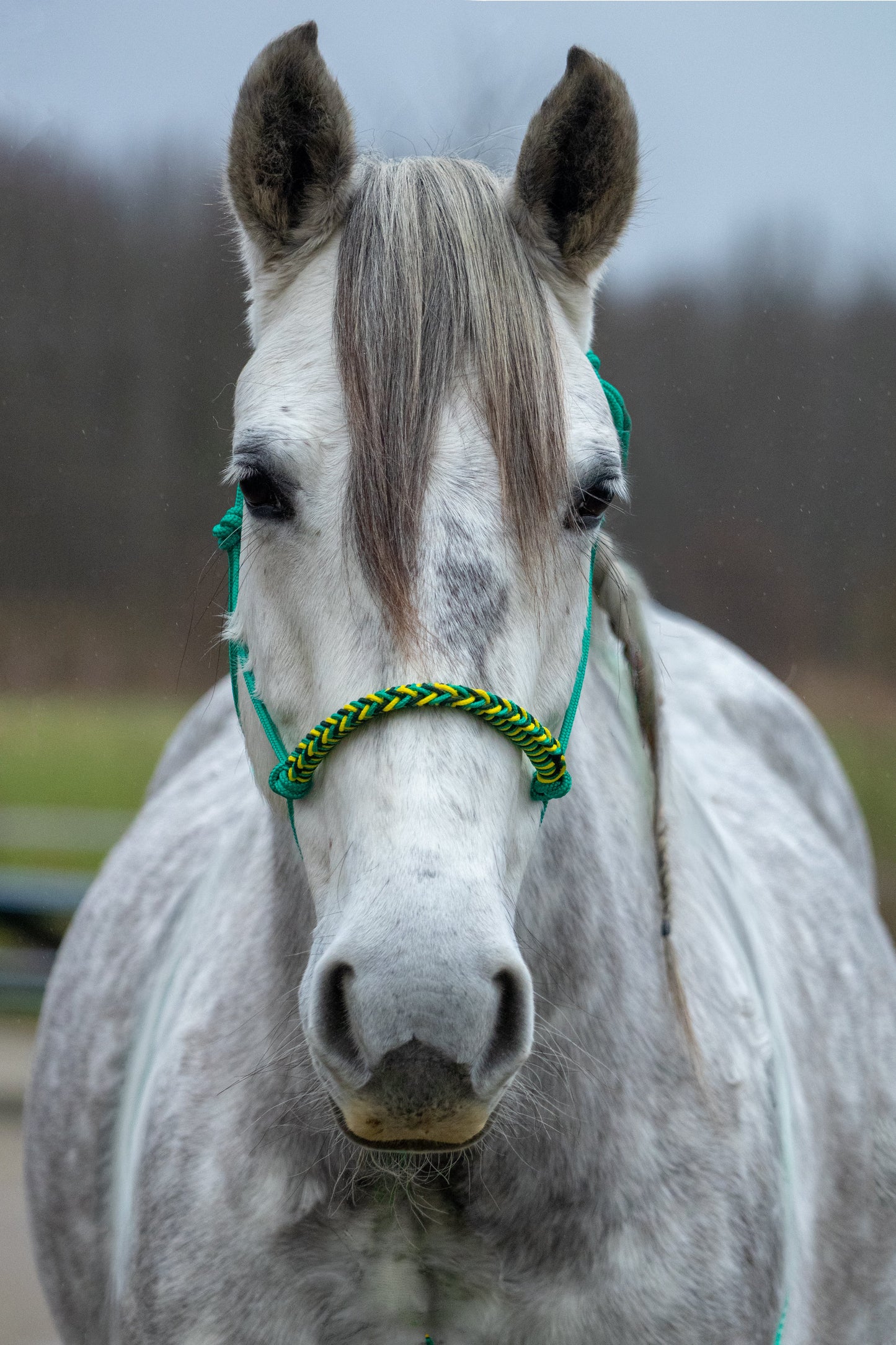 Rope halter with braided noseband emerald green, yellow and dark green